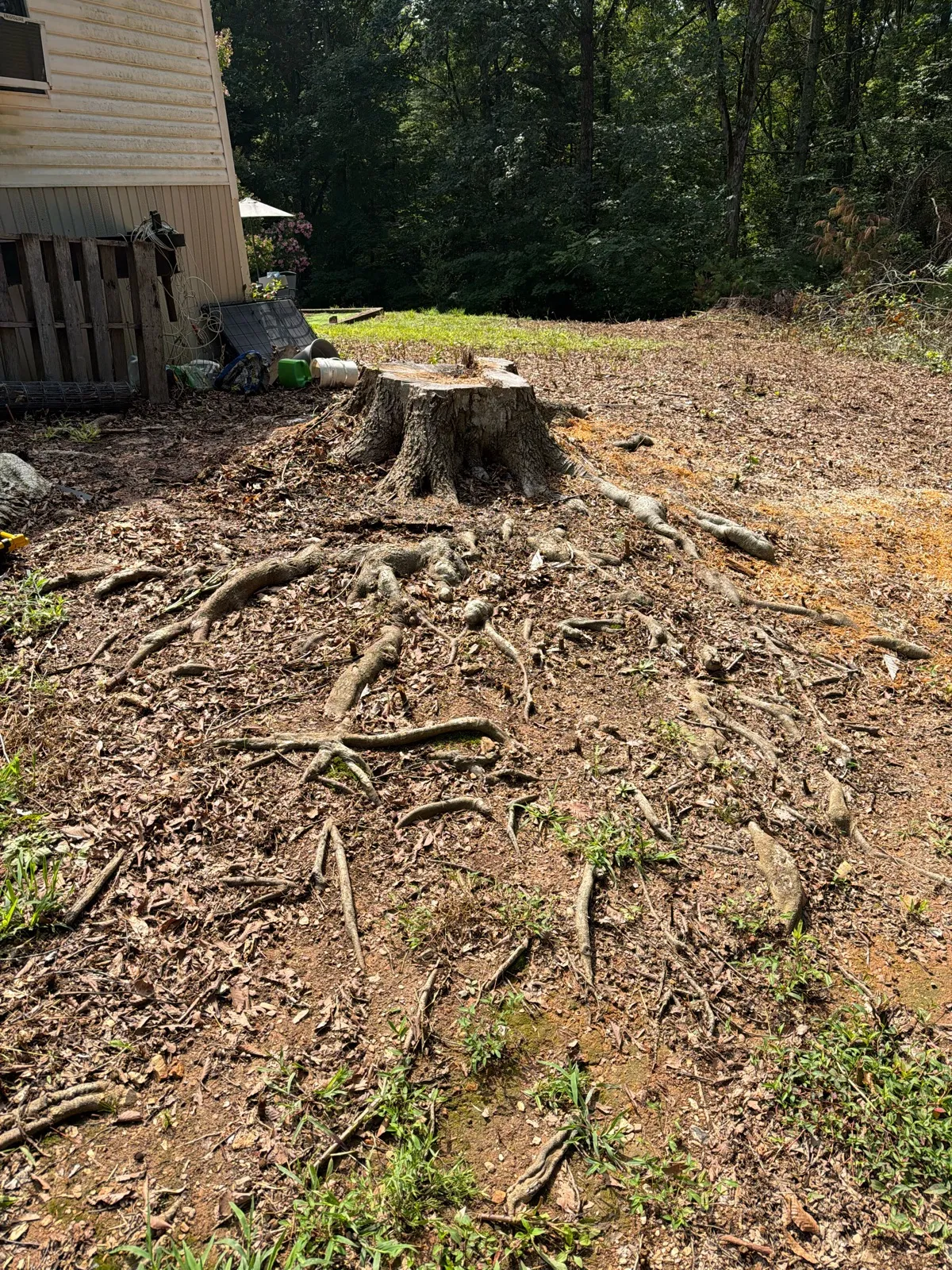 A large hardwood stump beside a house, ringed by a wide spread of exposed surface roots